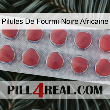 African Black Ant Pills 18